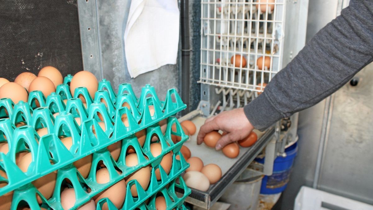 Familienhof Becker: Hermann & Bettina Becker GbR/ Hermann Becker: Landwirtschaftliches Lohnunternehmen, Briloner Heizholz – Bild 6