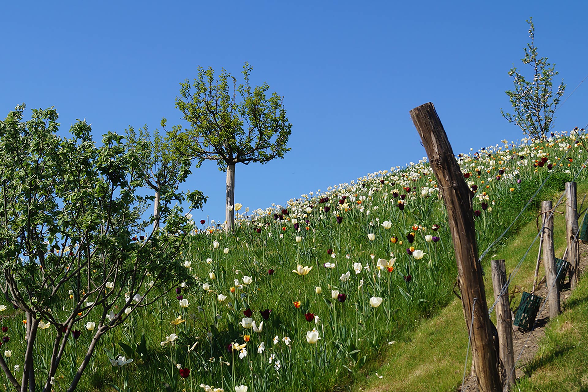 Ernst-Ehrlicher-Park – Bild 4