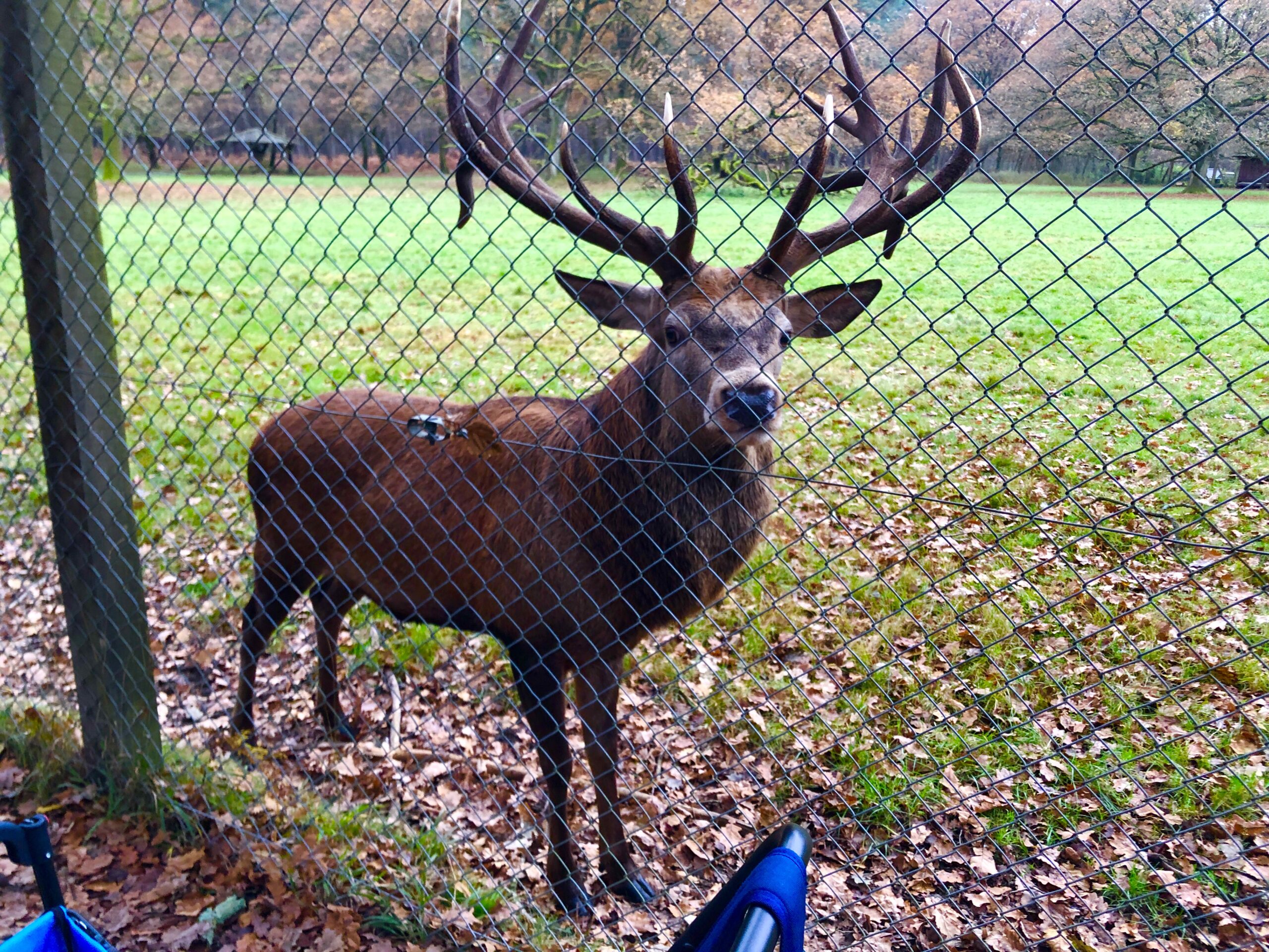 Wildgehege Brück – Bild 2