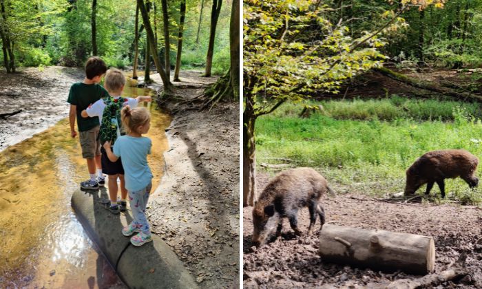 Wildgehege Brück – Bild 4