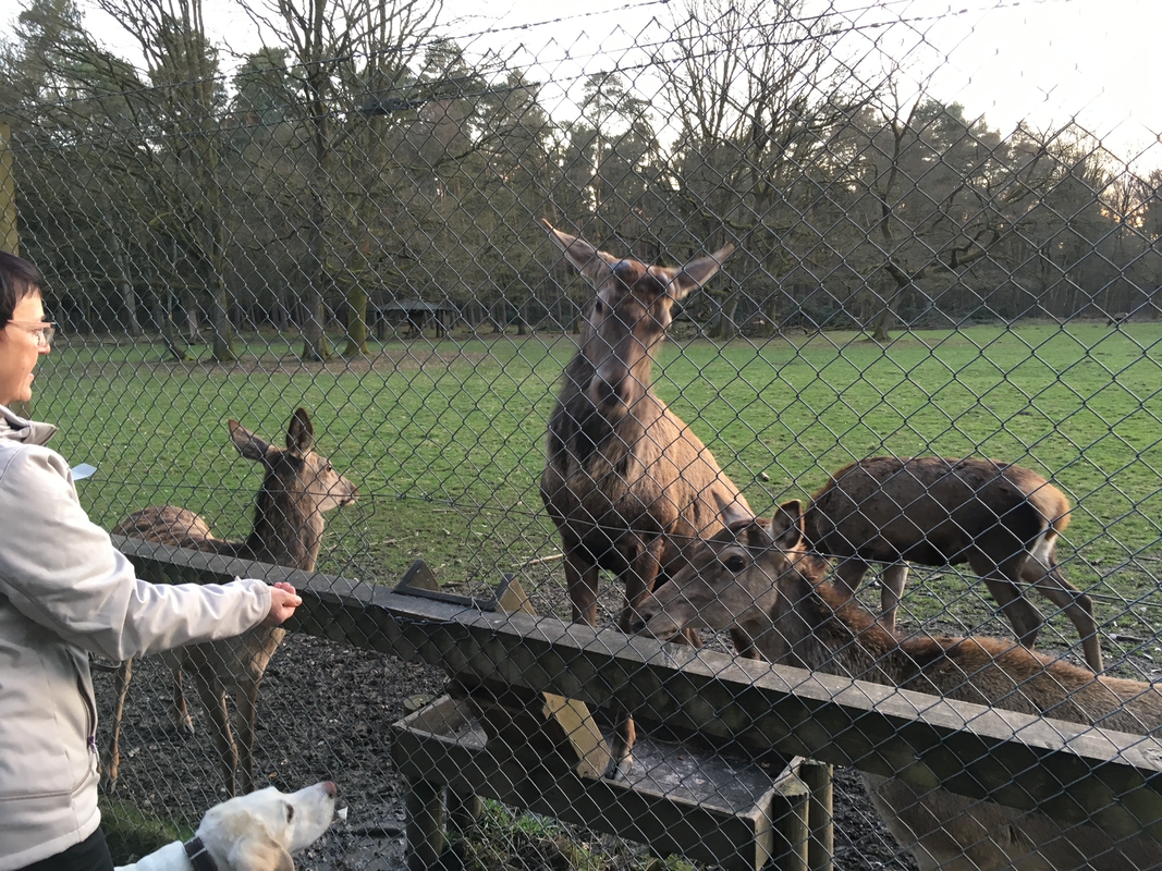 Wildgehege Brück – Bild 5