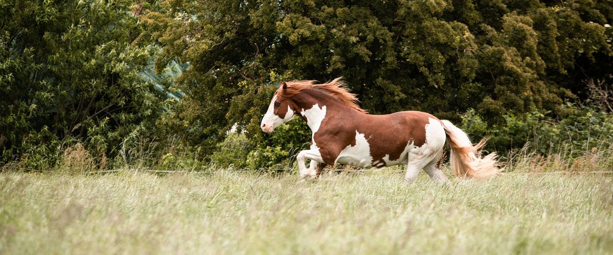 Vom Zwerghase Bis Zum Pferd – Bild 2