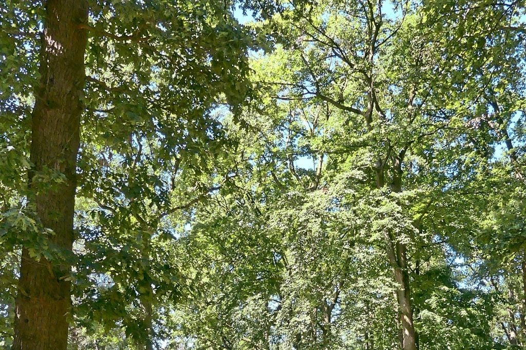 Schützenpark – Bild 1