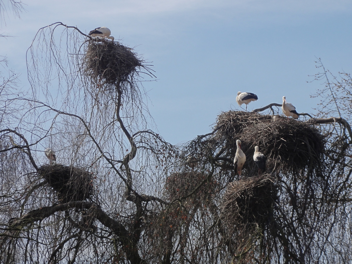 Tier- und Vogelpark e.V. – Bild 2