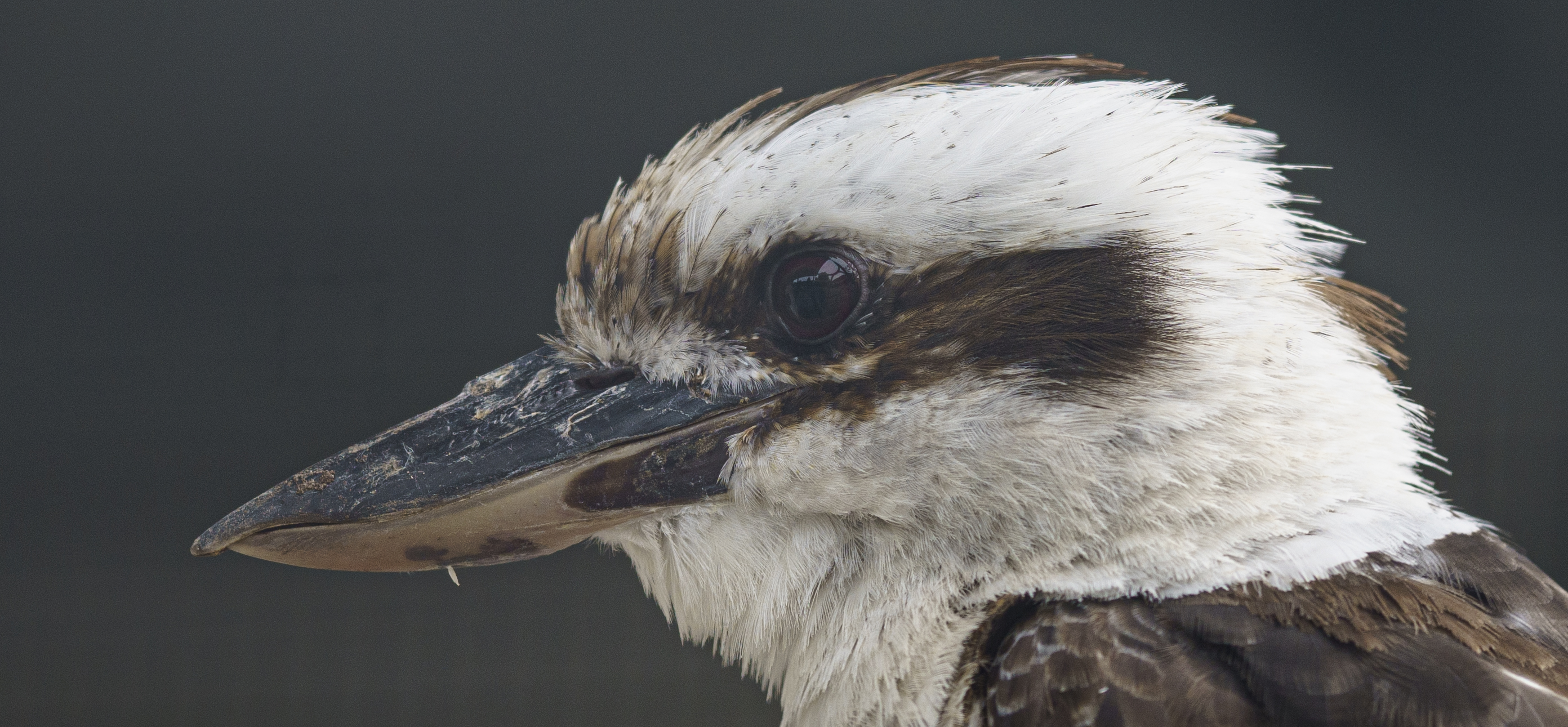 Tier- und Vogelpark e.V. – Bild 4