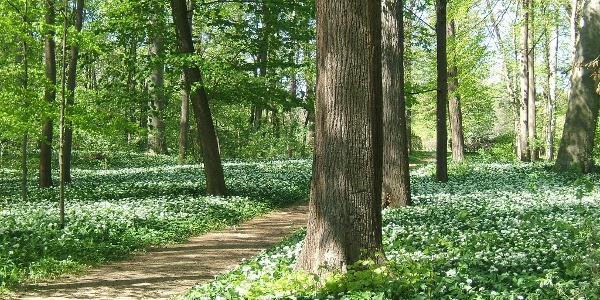 Brühlpark – Bild 2