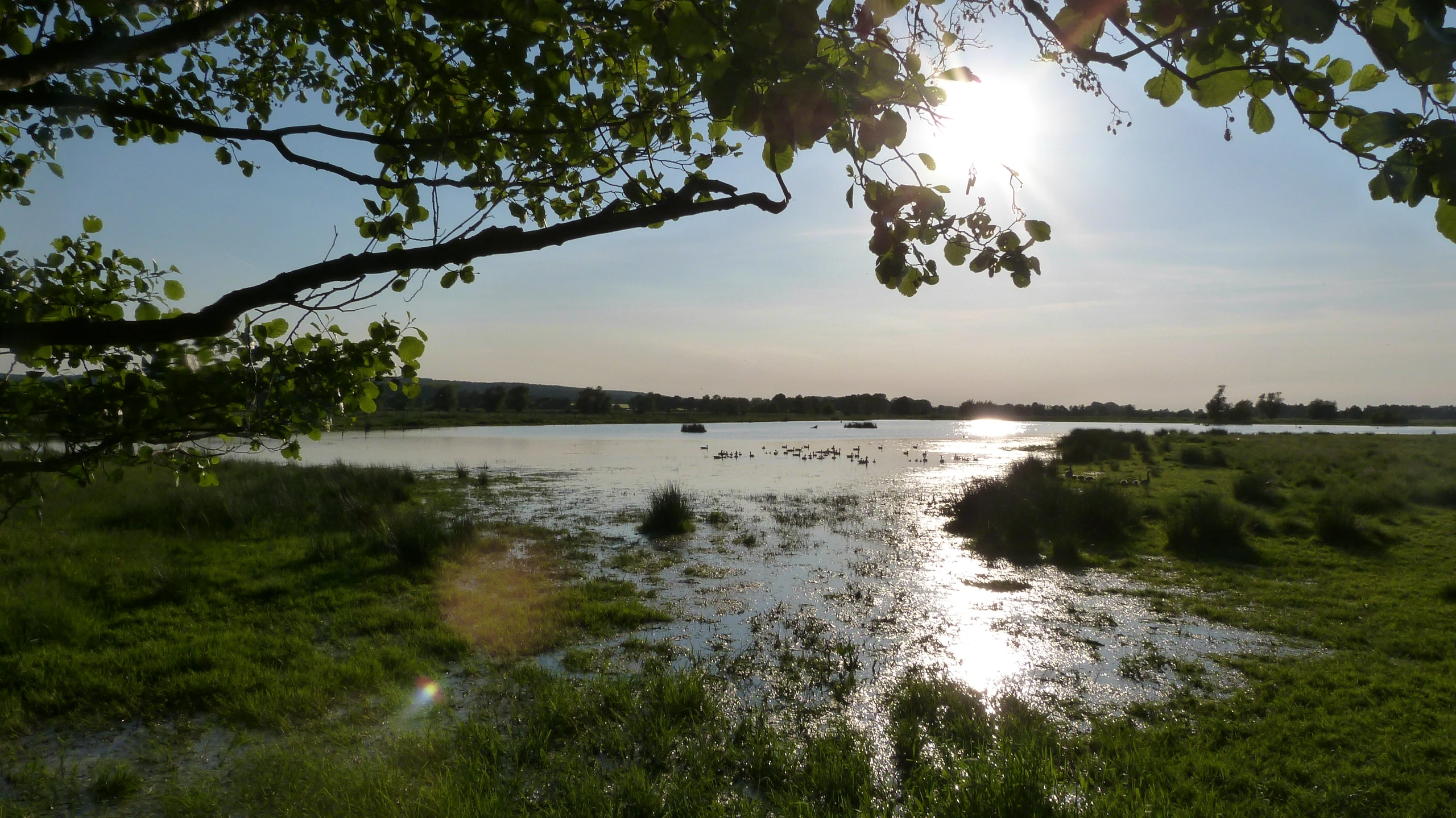 Naturpark Steinhuder Meer – Bild 2