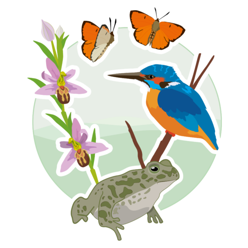 Naturförderungsgesellschaft Ökologische Station Borna-Birkenhain e.V. – Bild 3