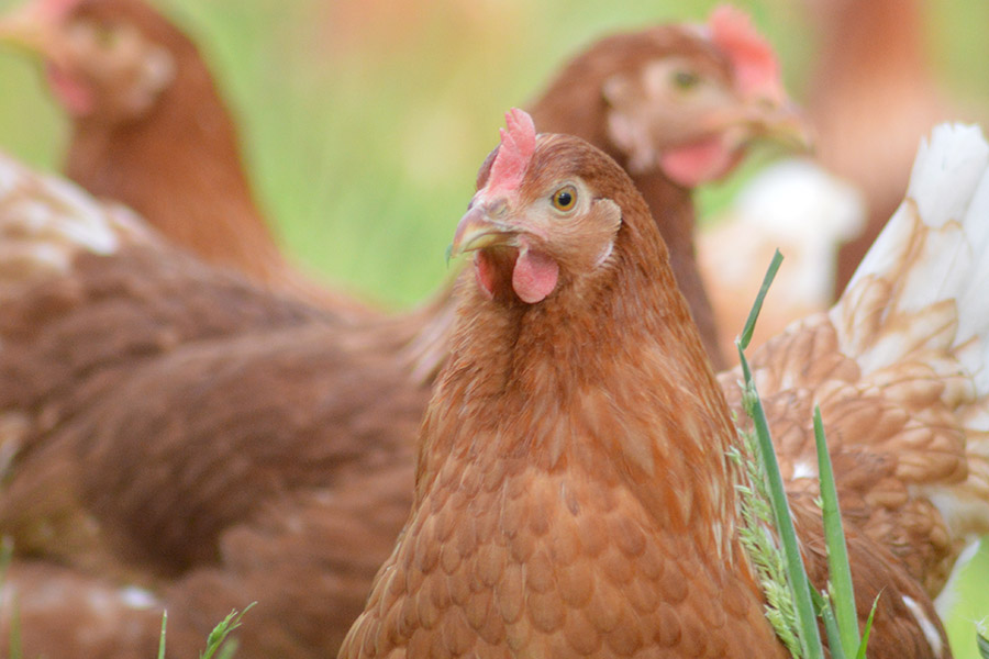 Hof Köckler – Bild 6