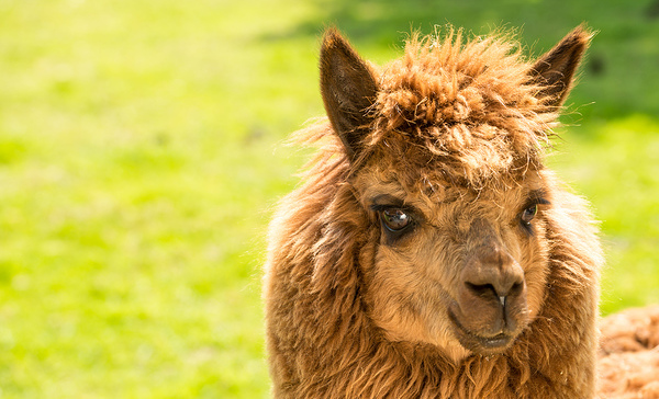 Wildpark Bad Marienberg – Bild 2
