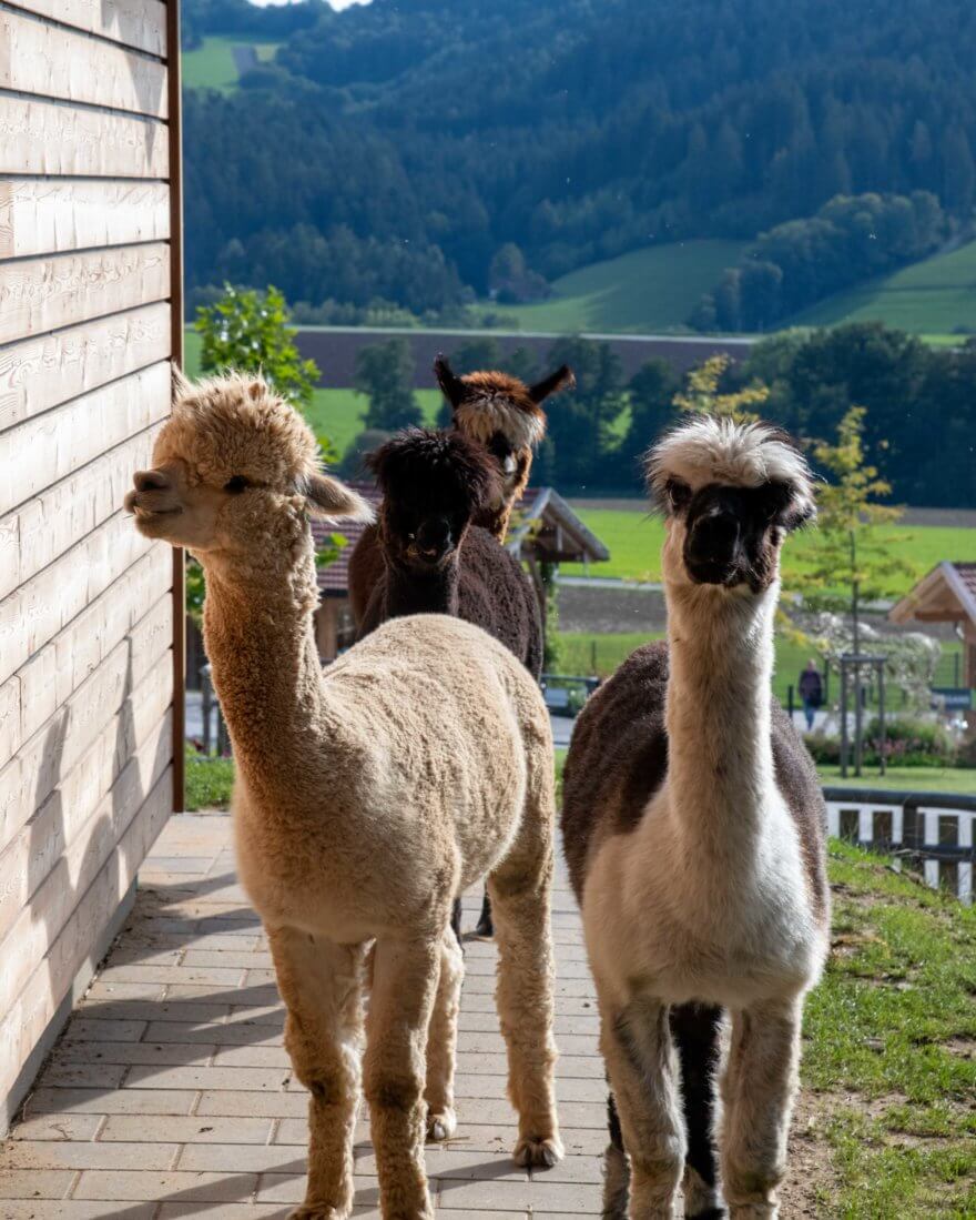 EDELWIES Freizeit GmbH – Bild 4