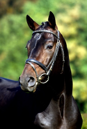 Landgestüt Redefin – Bild 5