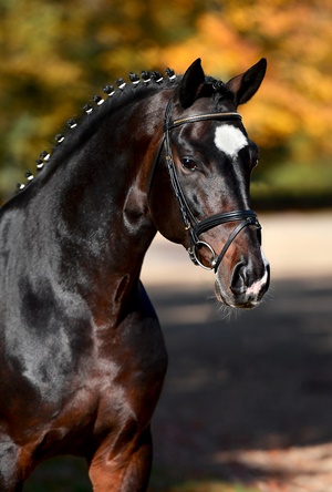 Landgestüt Redefin – Bild 6