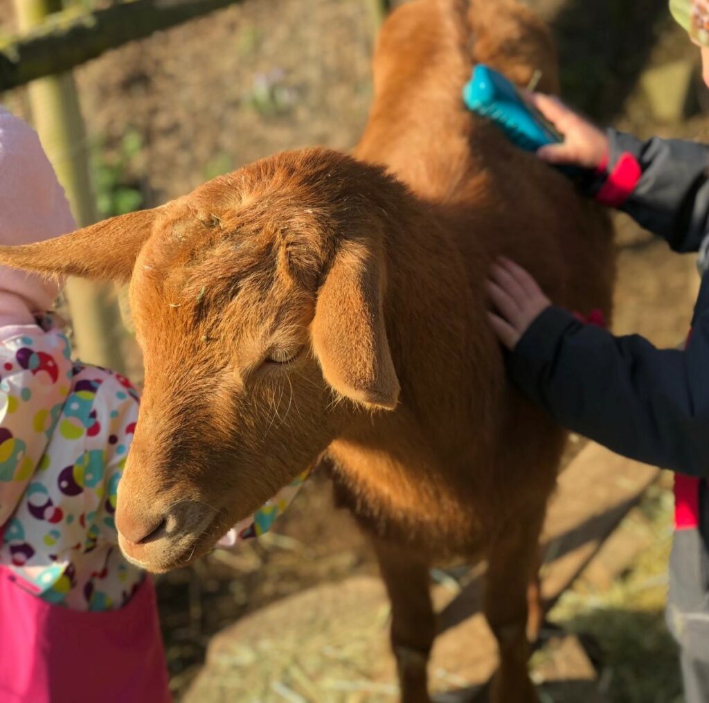 Bauernhof-Kindergarten im Steinig | LENITAS – Bild 2