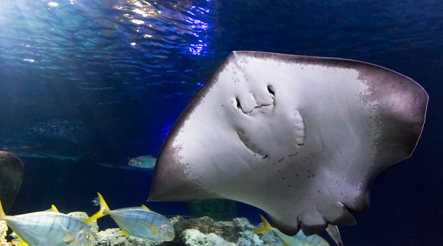 SEA LIFE Hannover – Bild 6