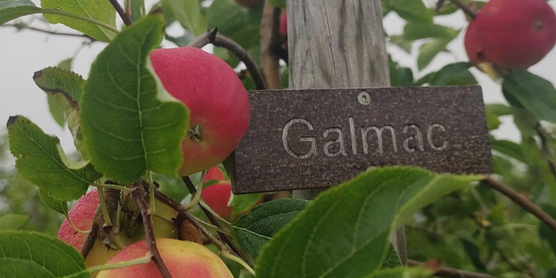 Obsthof Zeyn GbR – Bild 6