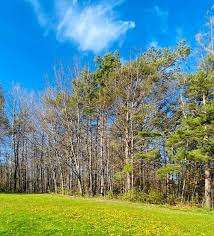 Leacock Park – Bild 5