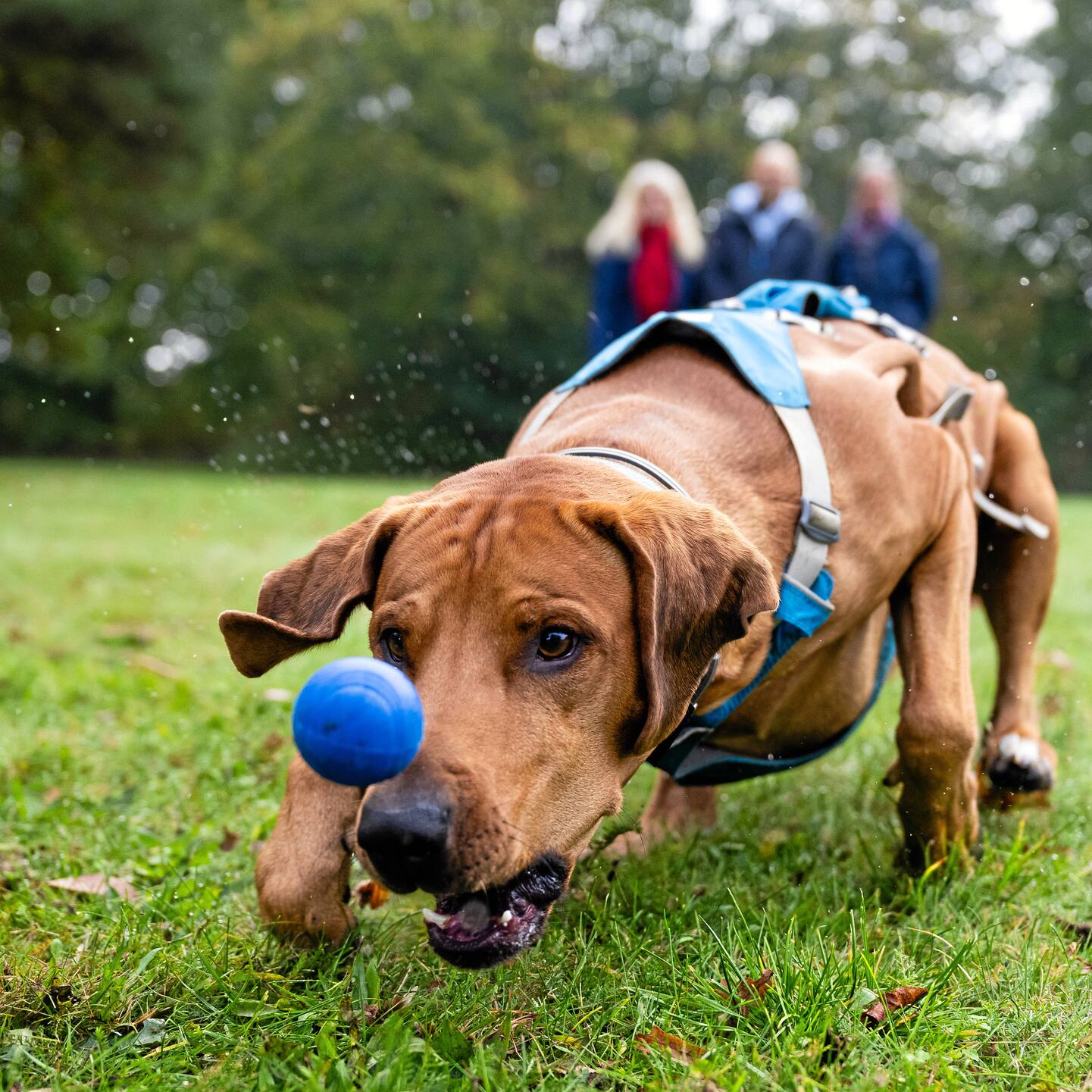 Hundewiese – Bild 5