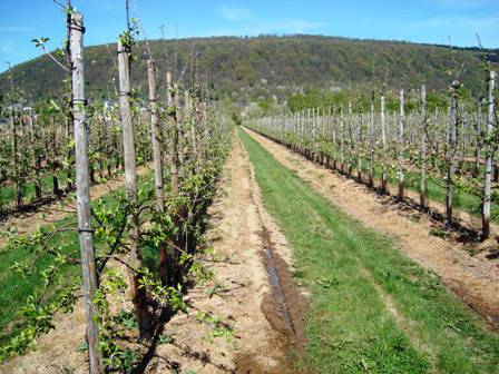 Hans-Josef Greif – Bild 1