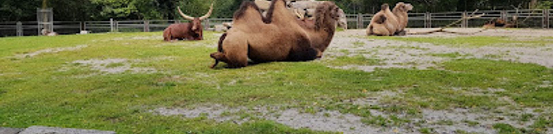 Aachener Tierpark Euregiozoo – Bild 4