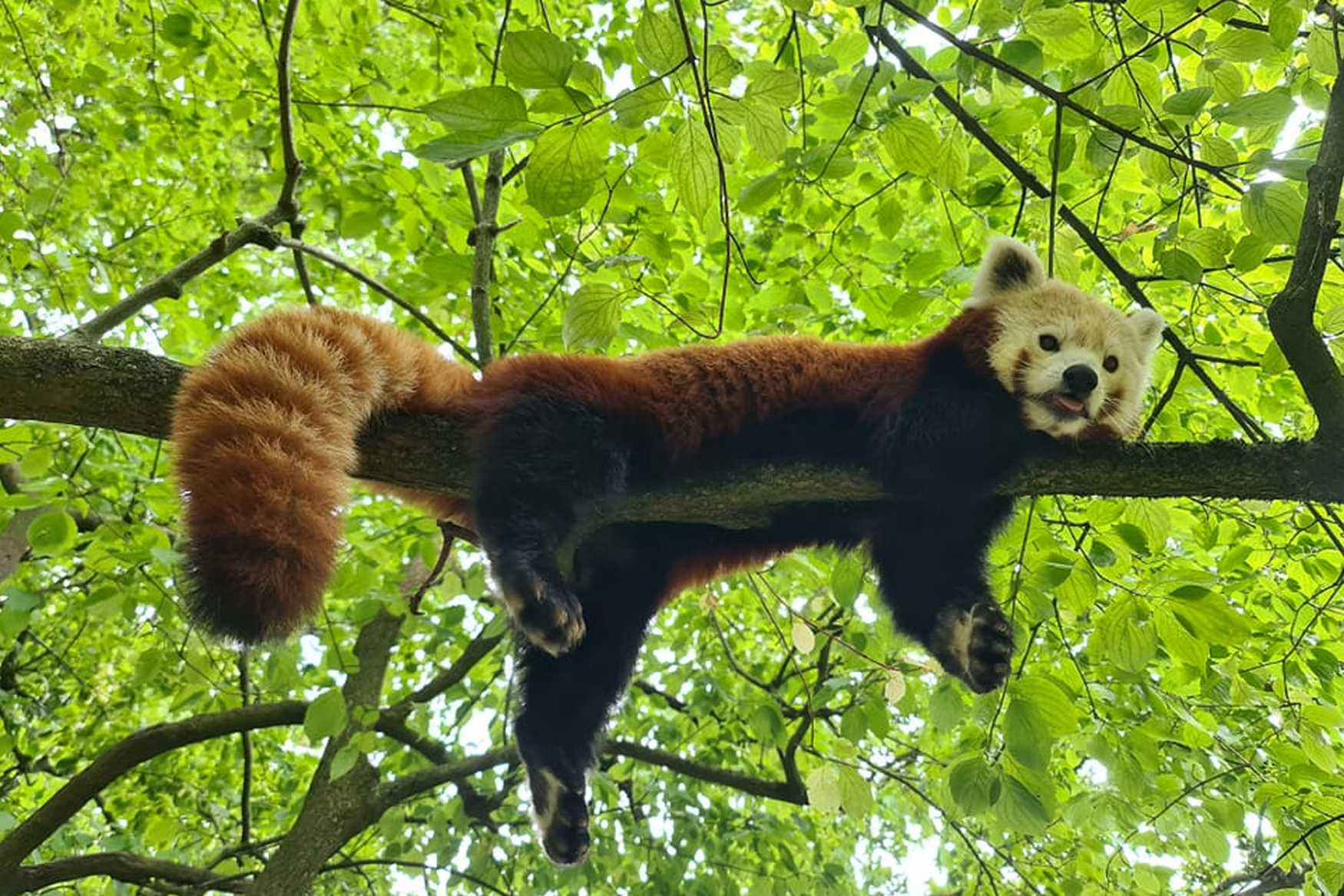 Aachener Tierpark Euregiozoo – Bild 5