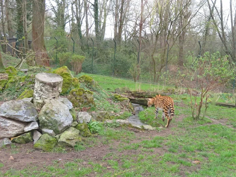 Aachener Tierpark Euregiozoo – Bild 6
