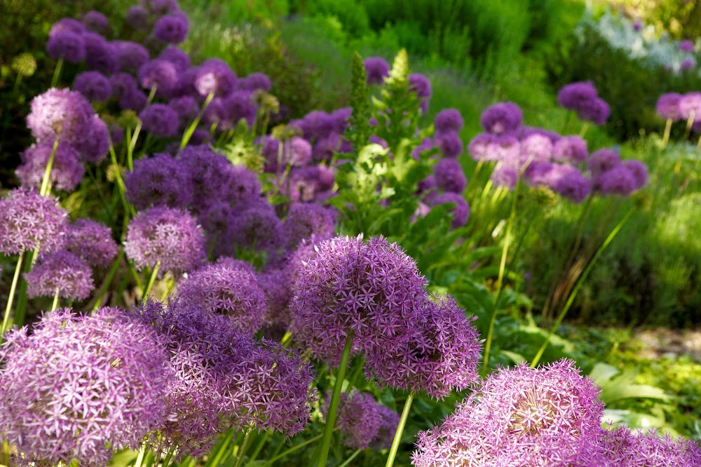 Garten der Sinne – Bild 6