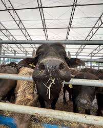 Academy Farms – Bild 3