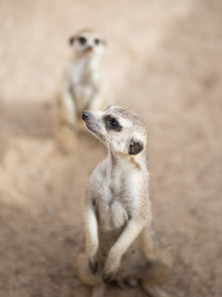 Tiererlebnispark Müritz – Bild 6