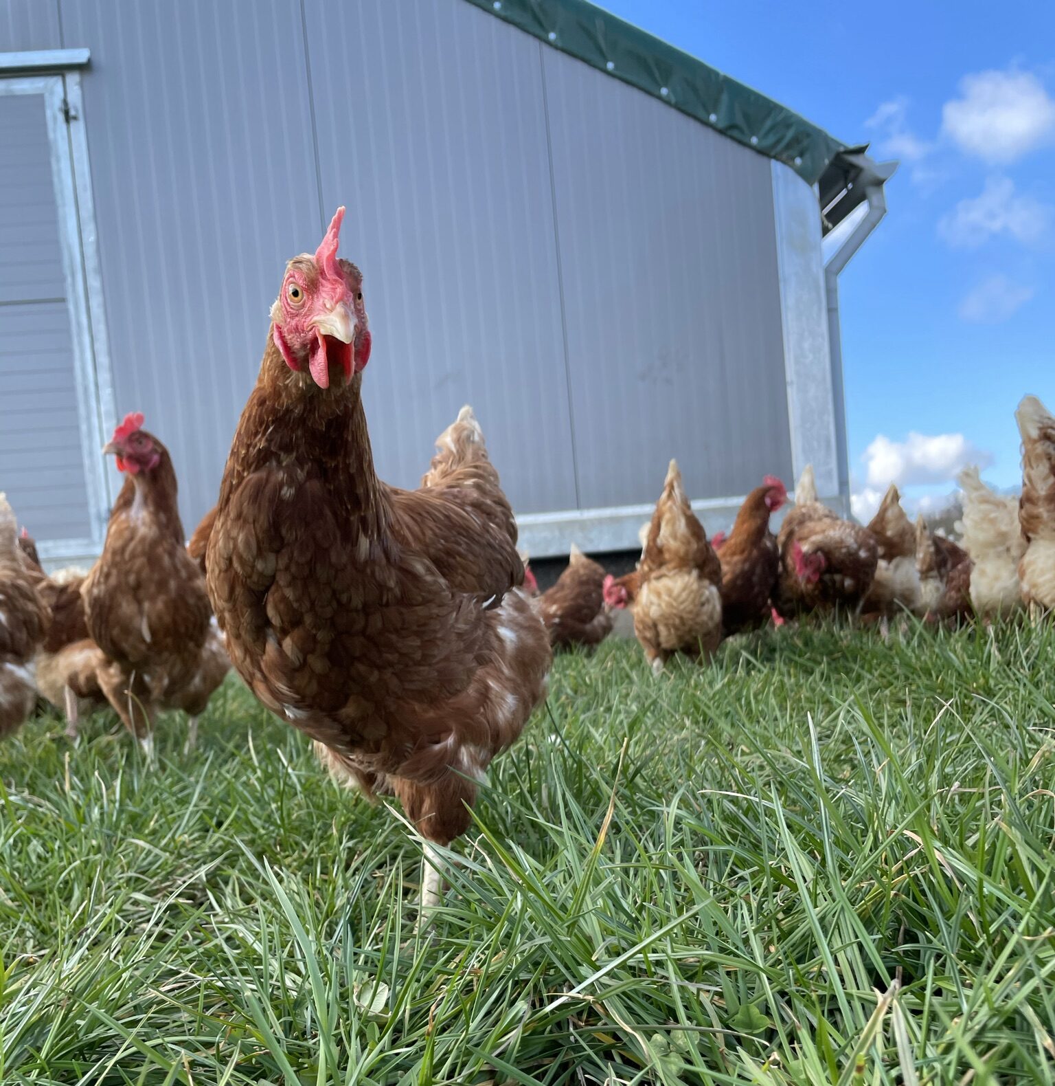 Meckes Hof : Eier und mehr – Bild 1