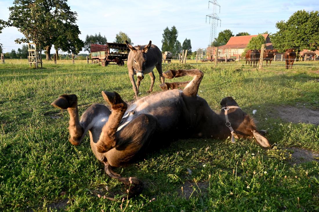 Nutztier Arche Sonntag – Bild 2