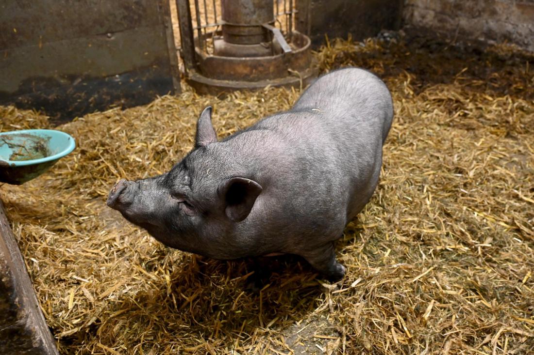 Nutztier Arche Sonntag – Bild 3