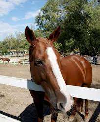 Party Poney (maintenant aux petits sabots) – Bild 2