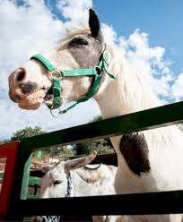 Party Poney (maintenant aux petits sabots) – Bild 3