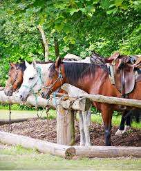 Party Poney (maintenant aux petits sabots) – Bild 5