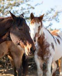 Party Poney (maintenant aux petits sabots) – Bild 6