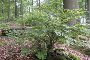 Saarlouiser Stadtwald – Bild 1