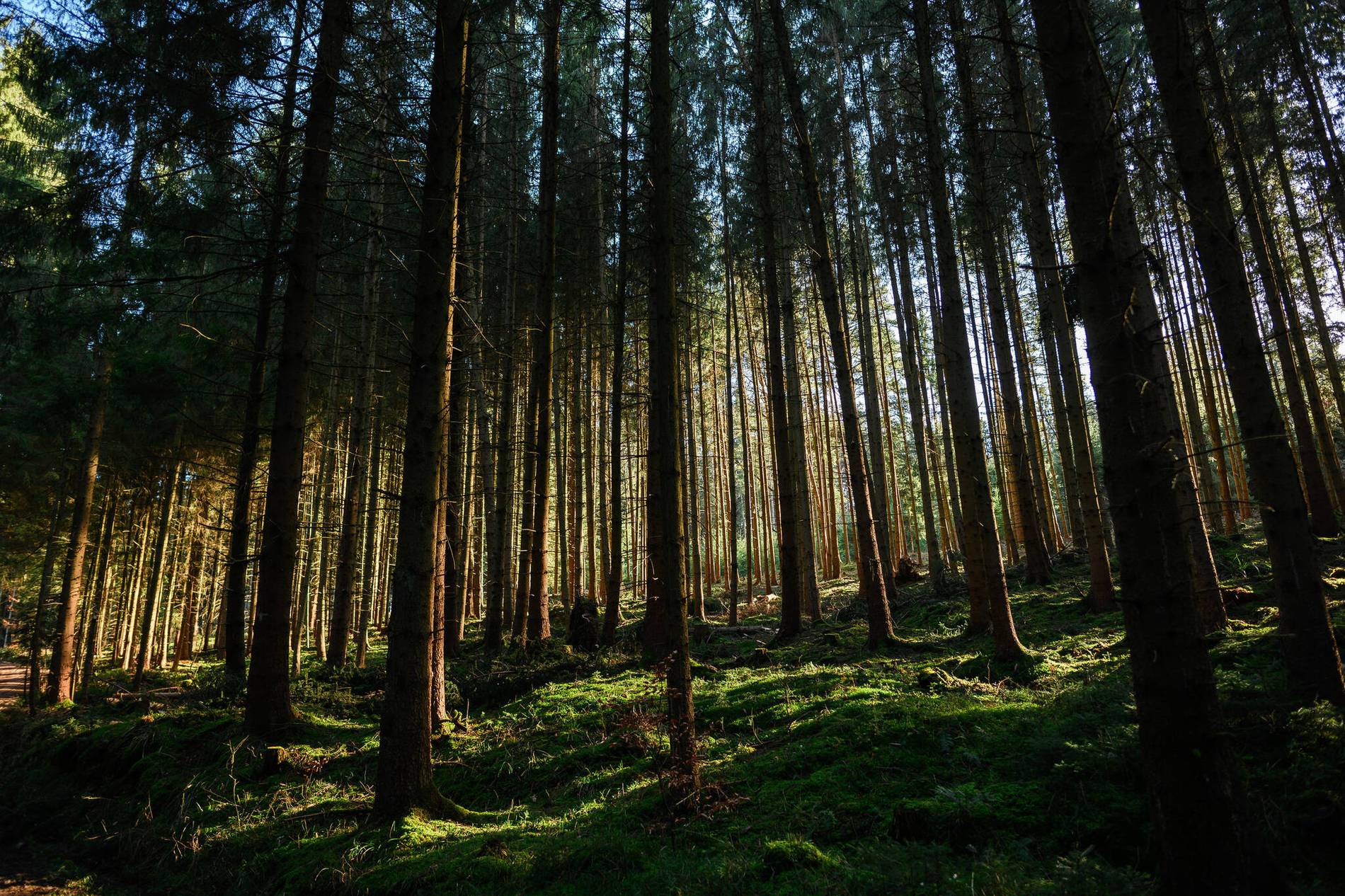 Saarlouiser Stadtwald – Bild 2