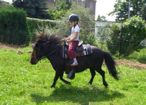 Ponyhof und Ferienwohnungen Nicolaus – Bild 4