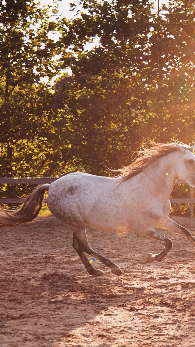 Hof Haferfeld – Bild 2