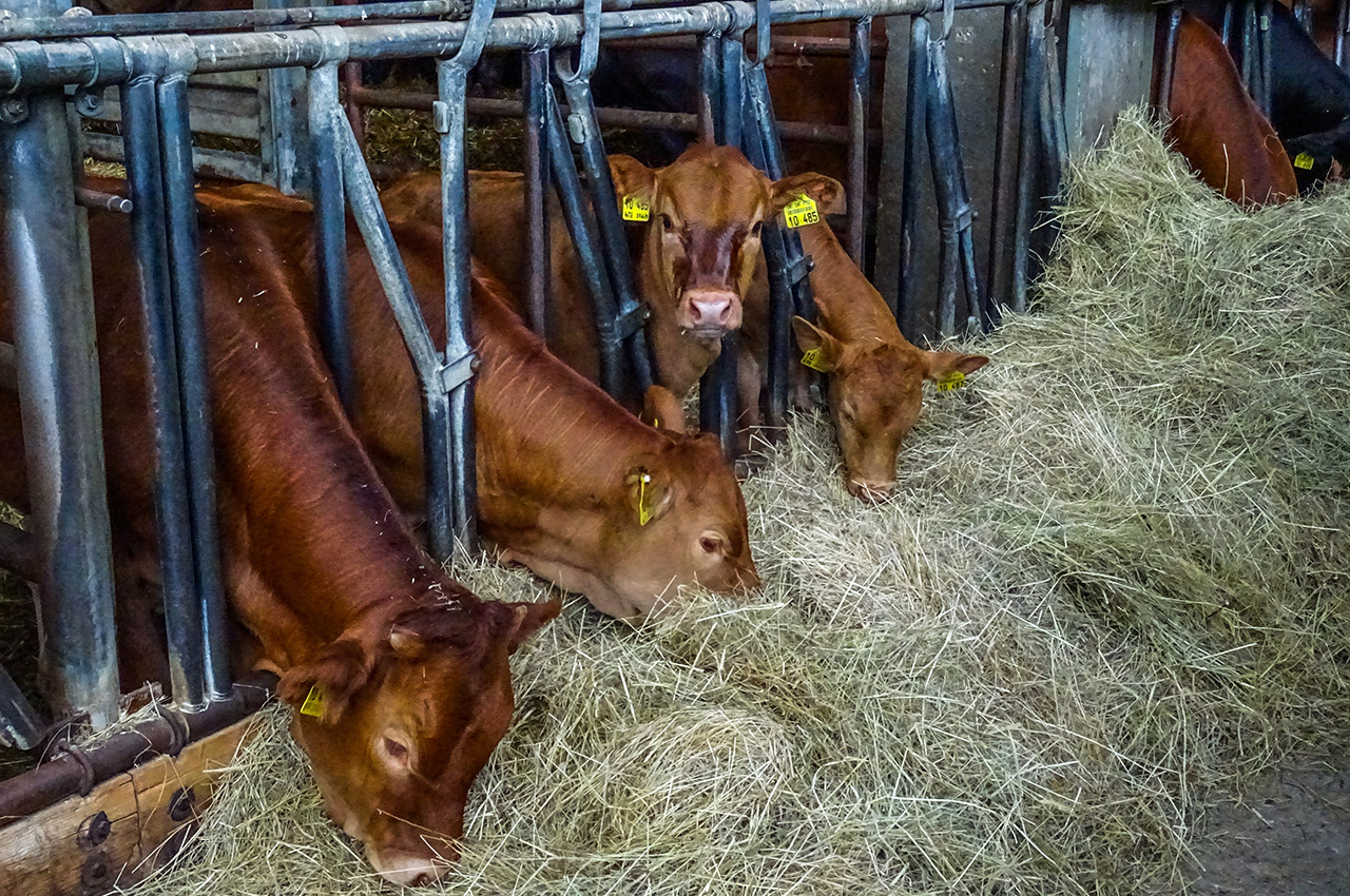 Bauernhof Stahl – Bild 6