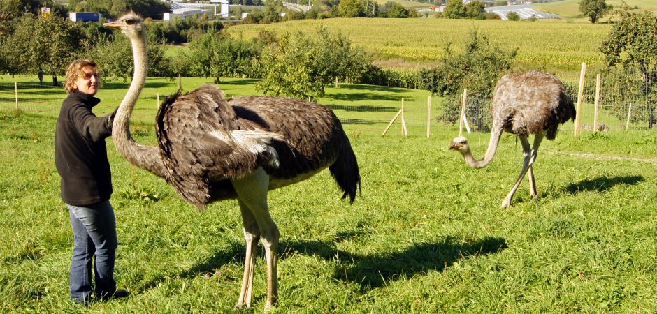 Straußenfarm Hegau-Bodensee – Bild 2