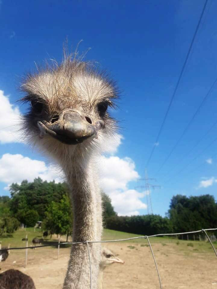 Straußenfarm Hegau-Bodensee – Bild 3