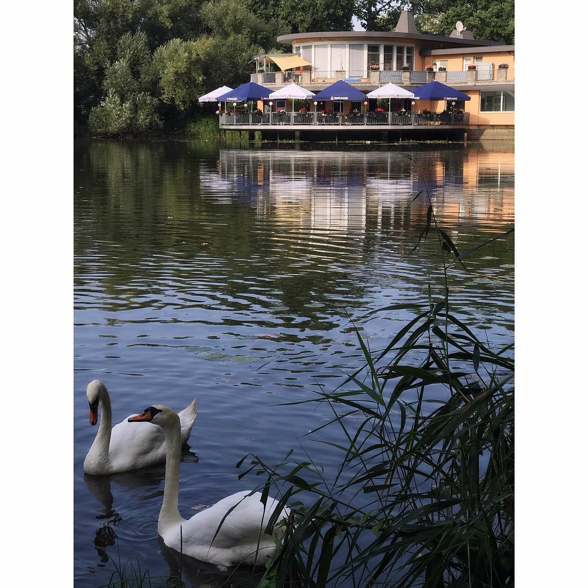 Griechisches Restaurant Santorini – Bild 3