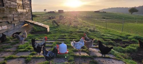 Ferienhof Kindt Anna Kindt – Bild 5