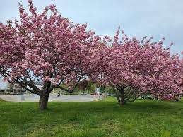 Dartmouth Common Playground – Bild 6