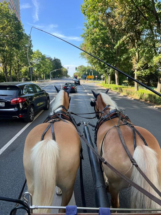 Claudia Christoph Pferdebetrieb FN - Fahrschule FN** – Bild 1