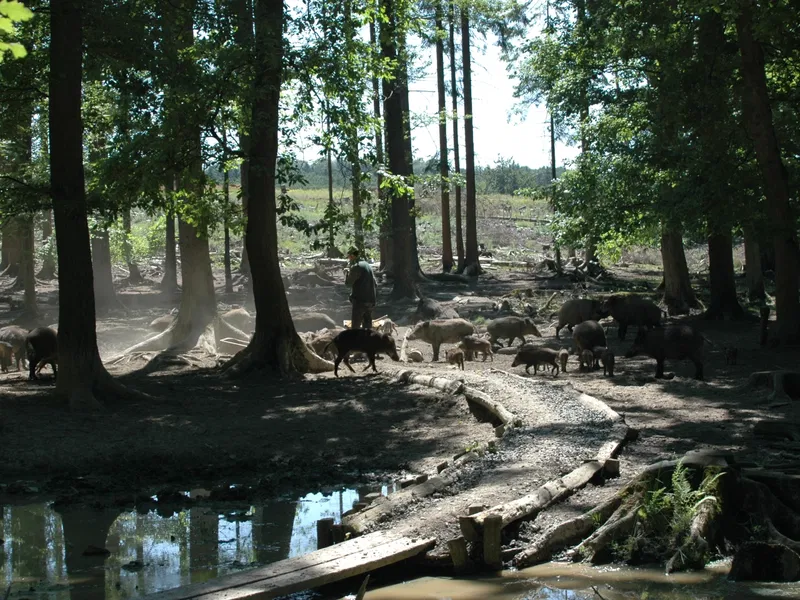 Wildwald Vosswinkel – Bild 2