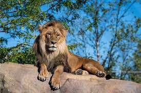 Zoo de Granby: Continent Asie – Bild 4