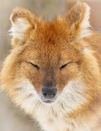 Zoo de Granby: Continent Asie – Bild 6